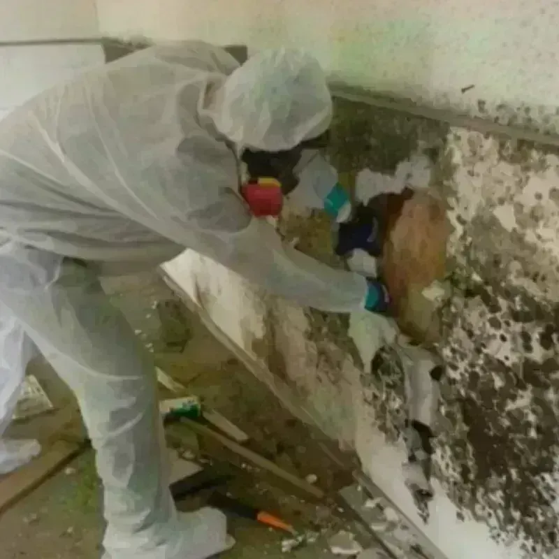 Mold Remediation and Removal in Sheridan County, MT